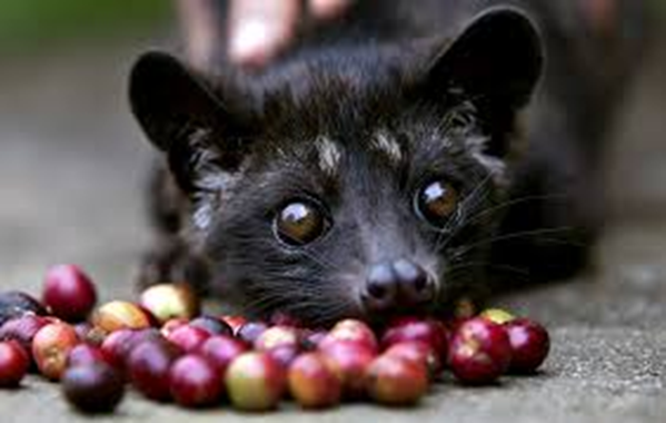 Picture 1. Luwak or mongoose on top of coffee cherries
Credit: Otten Coffee