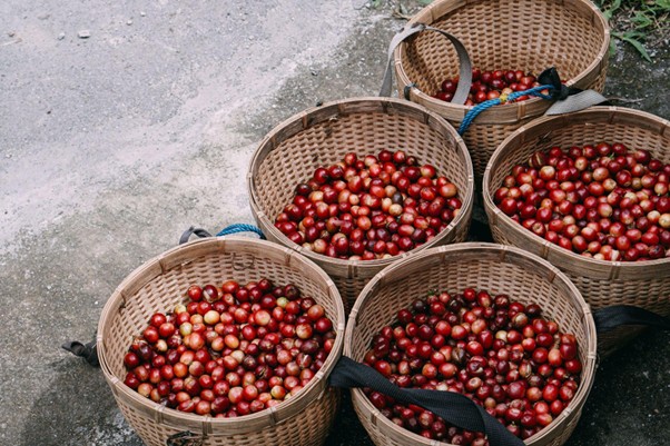 Picture 2. Red coffee cherries in baskets