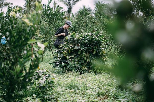 Picture 3. A man handpicking coffee cherries in a coffee tree